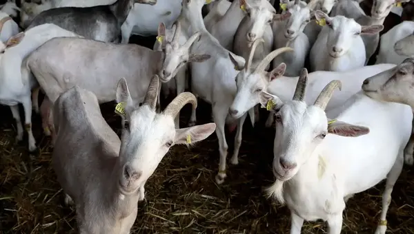 GAEC de la Plaine de Foumard (Cabri d'Azay)